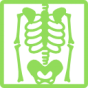 skeleton-view-on-x-ray